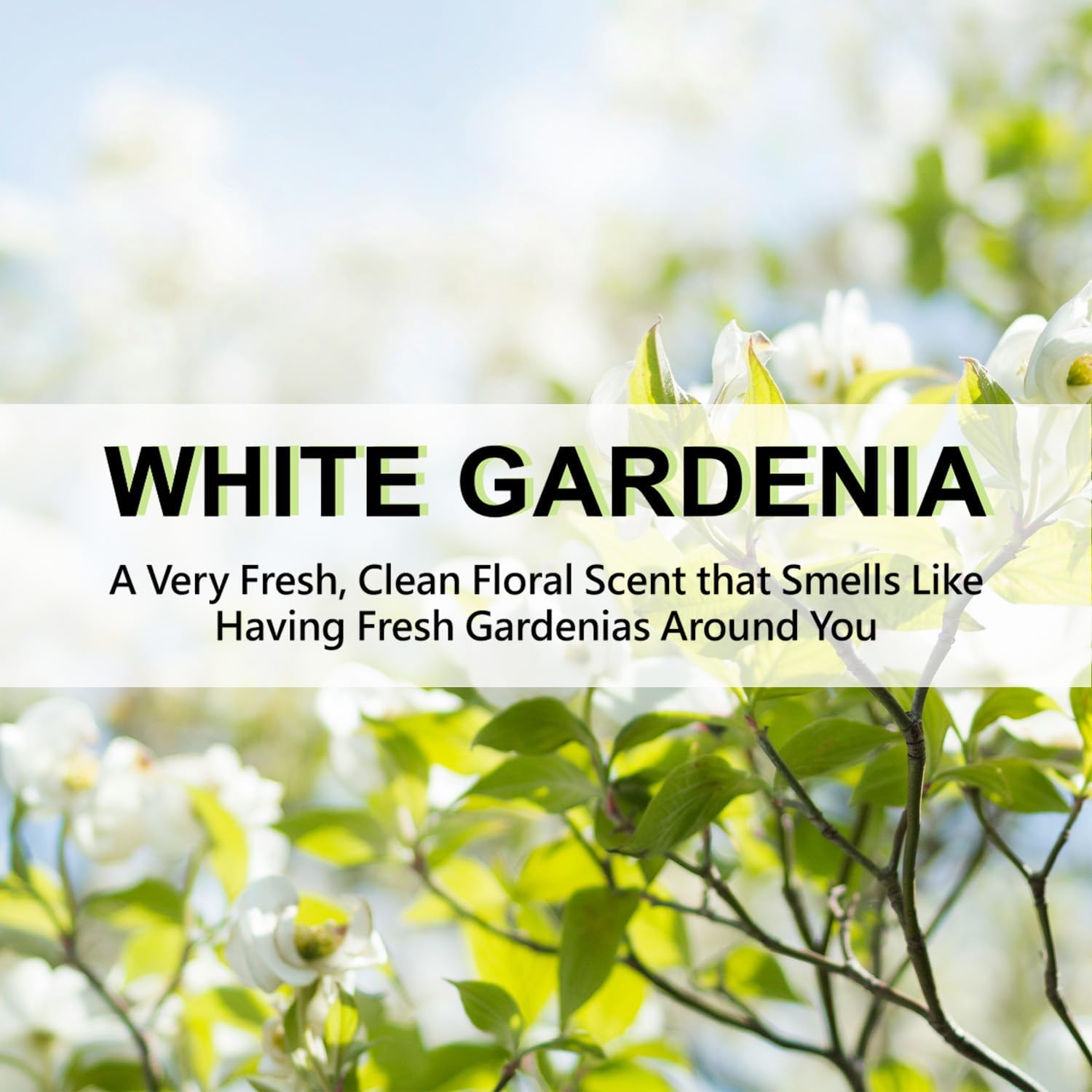 ROSE COTTAGE Large 12 Packs White Gardenia Hanging Closet Deodorizer Air Freshener Long Lasting Scented Sachets Smell Goods for House